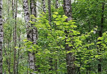 Image showing birch trees in a summer forest