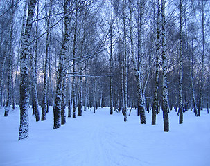 Image showing winter park