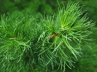 Image showing pine branch background