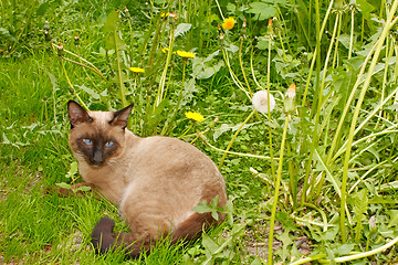 Image showing Cat lying on the green grass