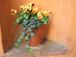 Image showing Yellow pansies in a flower pot