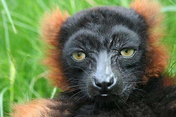Image showing lemur