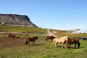 Image showing Icelandic horses