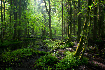 Image showing Springtime sunrise in wet deciduous stand of Bialowieza Forest