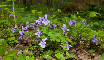 Image showing Bunch of wood violets