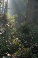 Image showing Bialowieza Forest riparian stand in morning sun