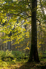 Image showing Old hornbeam tree against morning light in autumn