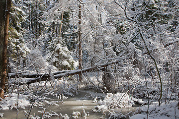 Image showing Trees snow wrapped blizzard after