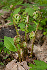 Image showing Fern frond closeup in springtime