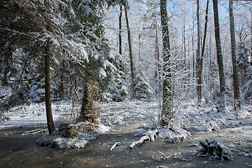 Image showing Snowfall after wetland stand in morning