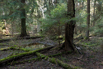 Image showing Coniferous stand of Bialowieza Forest in morning