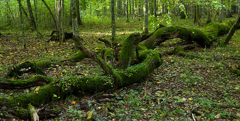 Image showing Old stand of Bialowieza Forest with rest of decline oak