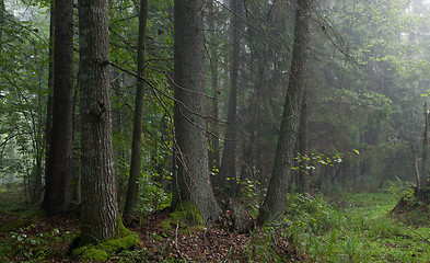 Image showing Misty morning in alder-carr stand of Bialowieza Forest