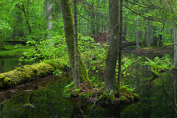 Image showing Spring landscape of old forest and broken trees