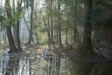 Image showing Bialowieza Forest riparian stand in morning