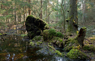 Image showing Broken tree roots partly declined inside coniferous stand