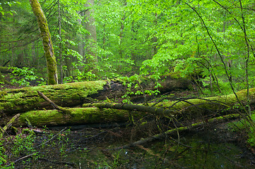 Image showing Moss wraped oak trees lying