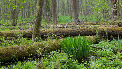 Image showing Springtime wetland stand of Bialowieza Forest