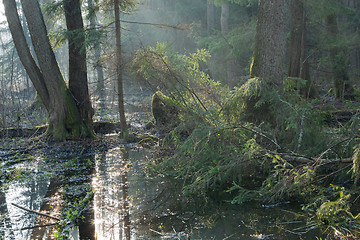 Image showing Bialowieza Forest riparian stand in morning