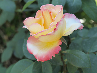 Image showing A rose