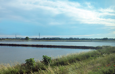 Image showing Paddy field