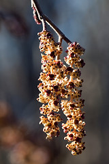 Image showing Catkins of alder (Alnus glutinosa) in spring