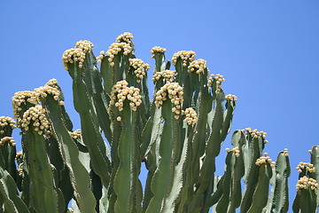Image showing Cactus with flowers