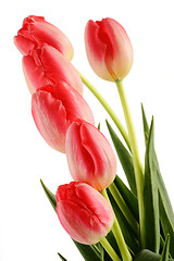 Image showing Tulips