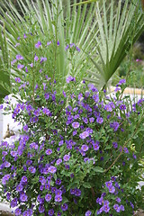 Image showing Lovely blue flowers