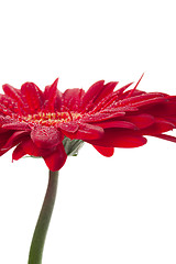 Image showing red gerbera flower