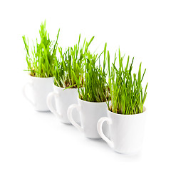 Image showing green grass in coffee cups c