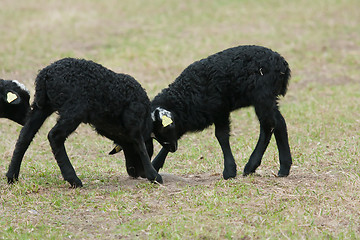 Image showing Mock fighting