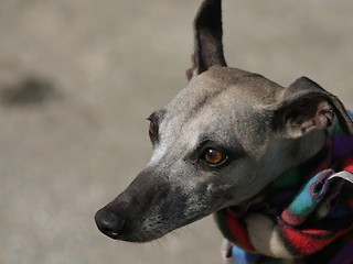 Image showing whippet with scarf