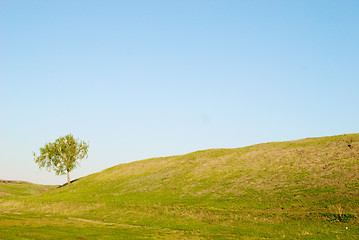 Image showing tree in field