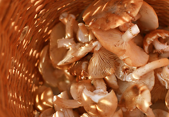 Image showing basket with eatable mushrooms