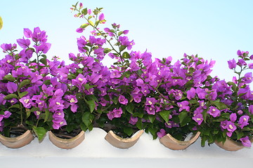 Image showing Lilac bougainvillea