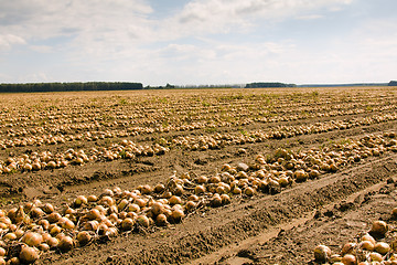 Image showing harvest company (onions)