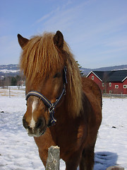 Image showing Horse