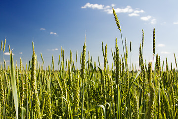 Image showing Green ears of wheat