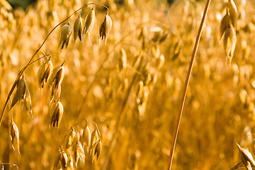 Image showing ripened oats