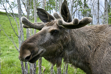 Image showing  moose 