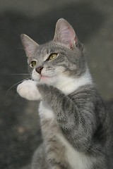 Image showing Cat playing