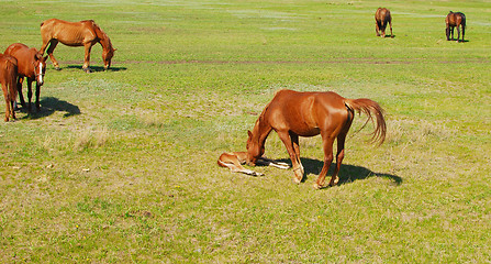 Image showing foal with mare