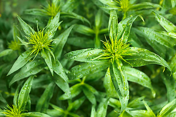 Image showing Group of young green plants