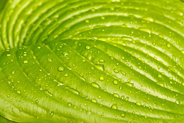 Image showing Big leaf of light green colours