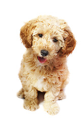 Image showing Puppy