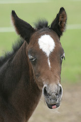 Image showing Foal closing its yes