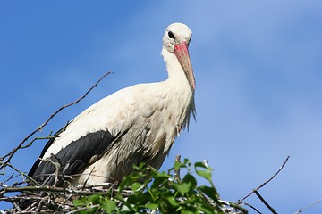 Image showing stork