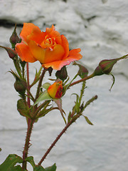 Image showing Orange rose