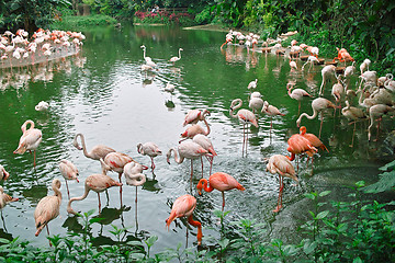 Image showing Flamingo birds in the pond